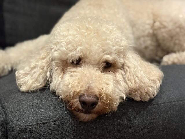 Photo of Matteo the dog